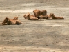 424-ngorongoro-eten
