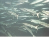 1-240 School baracuda's