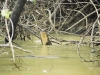 055-otter
