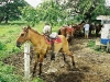 068-paard-zeikend