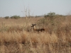 203-waza-national-park
