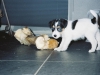 jambo_01