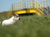jambo_05